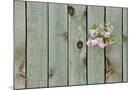 Wood Mount