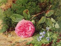 Pink Rose on a Mossy Bank, 1875-Henry Sutton Palmer-Giclee Print
