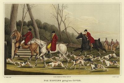 Fox Hunting Going into Cover