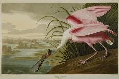 Pheasant Shooting-Henry Thomas Alken-Giclee Print