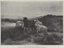 Lost Sheep-Henry William Banks Davis-Framed Stretched Canvas
