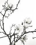 Branch of Magnolia-Henry Wilson-Mounted Art Print