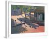 Hens and Chickens, Cuba, 1997-Andrew Macara-Framed Giclee Print