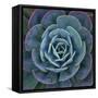 Hens and Chicks Plant-Micha Pawlitzki-Framed Stretched Canvas