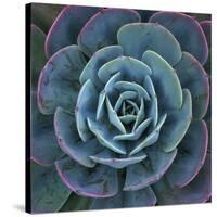 Hens and Chicks Plant-Micha Pawlitzki-Stretched Canvas