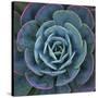 Hens and Chicks Plant-Micha Pawlitzki-Stretched Canvas