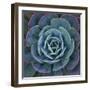 Hens and Chicks Plant-Micha Pawlitzki-Framed Premium Photographic Print