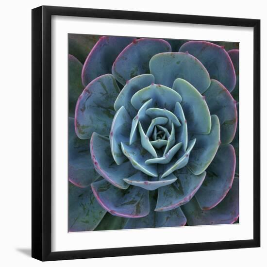 Hens and Chicks Plant-Micha Pawlitzki-Framed Premium Photographic Print