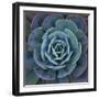 Hens and Chicks Plant-Micha Pawlitzki-Framed Premium Photographic Print