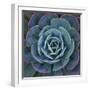 Hens and Chicks Plant-Micha Pawlitzki-Framed Premium Photographic Print