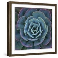 Hens and Chicks Plant-Micha Pawlitzki-Framed Photographic Print