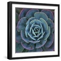 Hens and Chicks Plant-Micha Pawlitzki-Framed Photographic Print