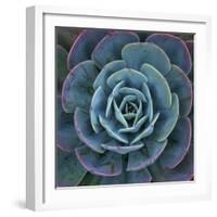 Hens and Chicks Plant-Micha Pawlitzki-Framed Photographic Print