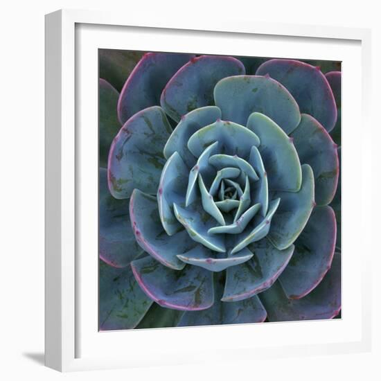 Hens and Chicks Plant-Micha Pawlitzki-Framed Photographic Print