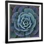 Hens and Chicks Plant-Micha Pawlitzki-Framed Photographic Print