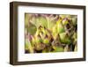 Hens and chicks, succulents, USA-Lisa Engelbrecht-Framed Photographic Print