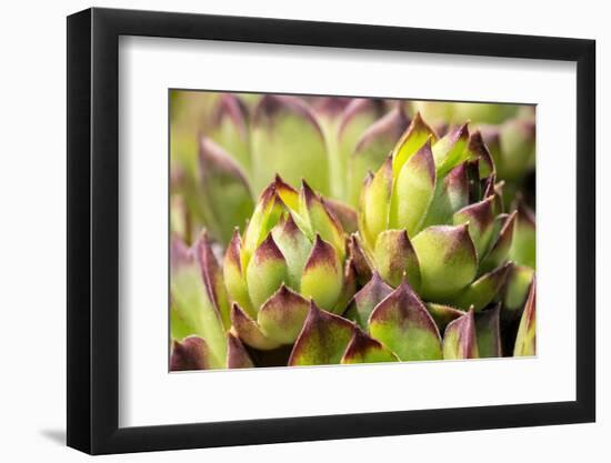 Hens and chicks, succulents, USA-Lisa Engelbrecht-Framed Photographic Print