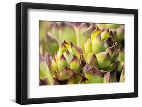 Hens and chicks, succulents, USA-Lisa Engelbrecht-Framed Photographic Print