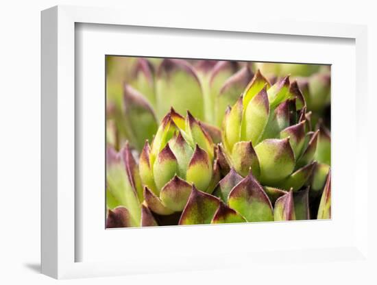 Hens and chicks, succulents, USA-Lisa Engelbrecht-Framed Photographic Print