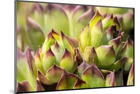 Hens and chicks, succulents, USA-Lisa Engelbrecht-Mounted Photographic Print