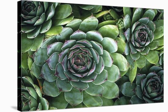 Hens And Chicks' Succulents-Kaj Svensson-Stretched Canvas