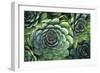 Hens And Chicks' Succulents-Kaj Svensson-Framed Photographic Print