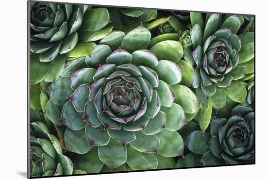 Hens And Chicks' Succulents-Kaj Svensson-Mounted Photographic Print