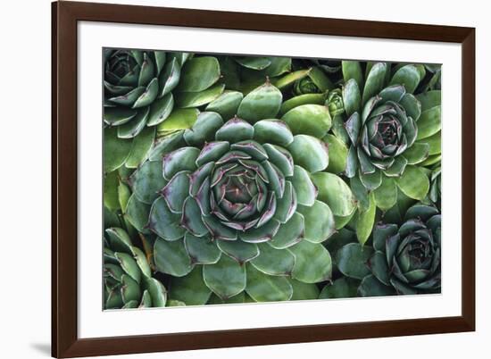 Hens And Chicks' Succulents-Kaj Svensson-Framed Photographic Print