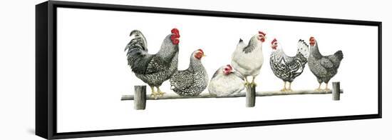 Hens, White Background-Janet Pidoux-Framed Stretched Canvas