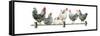 Hens, White Background-Janet Pidoux-Framed Stretched Canvas