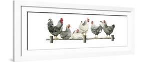 Hens, White Background-Janet Pidoux-Framed Giclee Print