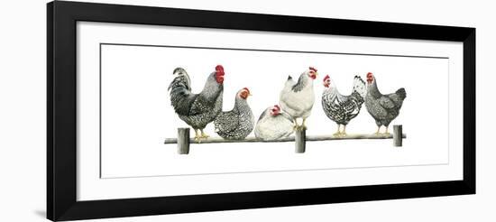 Hens, White Background-Janet Pidoux-Framed Giclee Print