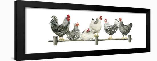 Hens, White Background-Janet Pidoux-Framed Premium Giclee Print