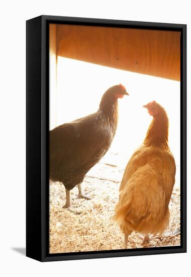 Hens-Karyn Millet-Framed Stretched Canvas