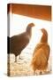 Hens-Karyn Millet-Stretched Canvas