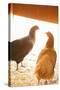 Hens-Karyn Millet-Stretched Canvas