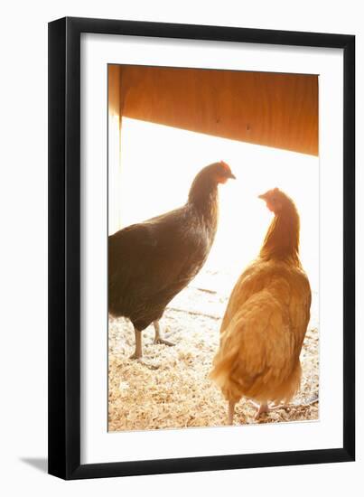 Hens-Karyn Millet-Framed Photographic Print