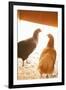 Hens-Karyn Millet-Framed Photographic Print