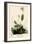 Henslow's Sparrow-John James Audubon-Framed Giclee Print