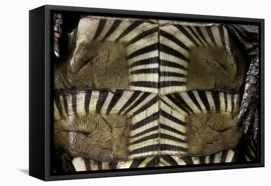 Heosemys Spinosa (Spiny Turtle)-Paul Starosta-Framed Stretched Canvas