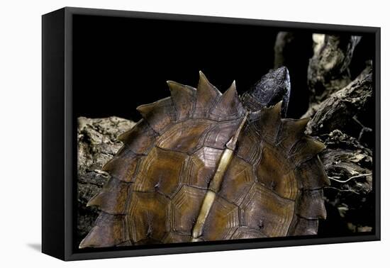 Heosemys Spinosa (Spiny Turtle)-Paul Starosta-Framed Stretched Canvas