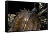 Heosemys Spinosa (Spiny Turtle)-Paul Starosta-Framed Stretched Canvas