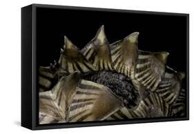 Heosemys Spinosa (Spiny Turtle)-Paul Starosta-Framed Stretched Canvas