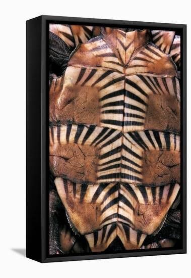 Heosemys Spinosa (Spiny Turtle)-Paul Starosta-Framed Stretched Canvas