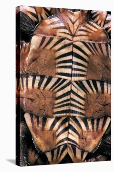 Heosemys Spinosa (Spiny Turtle)-Paul Starosta-Stretched Canvas