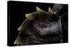 Heosemys Spinosa (Spiny Turtle)-Paul Starosta-Stretched Canvas