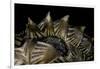 Heosemys Spinosa (Spiny Turtle)-Paul Starosta-Framed Photographic Print