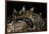 Heosemys Spinosa (Spiny Turtle)-Paul Starosta-Framed Photographic Print