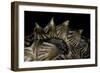 Heosemys Spinosa (Spiny Turtle)-Paul Starosta-Framed Photographic Print