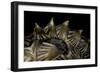 Heosemys Spinosa (Spiny Turtle)-Paul Starosta-Framed Photographic Print